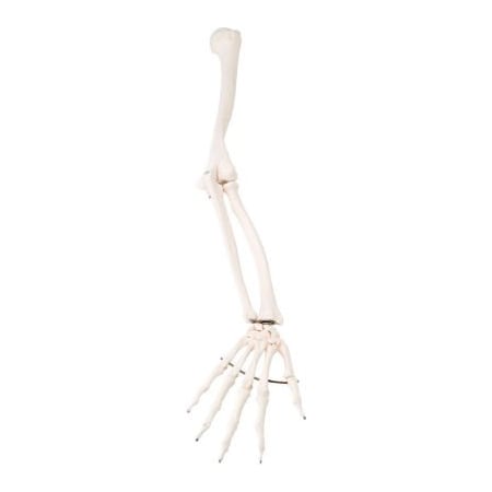 Fabrication Enterprises 3B Anatomical Model - Loose Bones, Arm Skeleton, Right 12-4582R